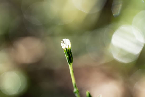 Macro photography of  the rain drop on the flower bud