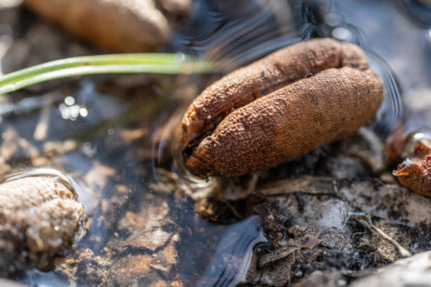Macro photography of date fruit seed in the water