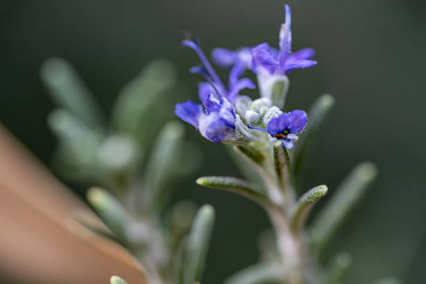 Macro photography of isodon japonicus