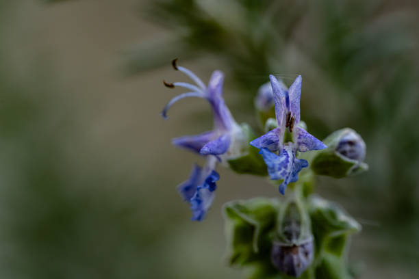 Macro photography of  small blue flower, isodon japonicus