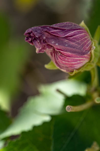 Macro photography of flower bud