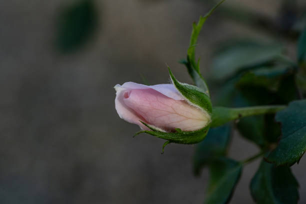 Macro photography of rosebud