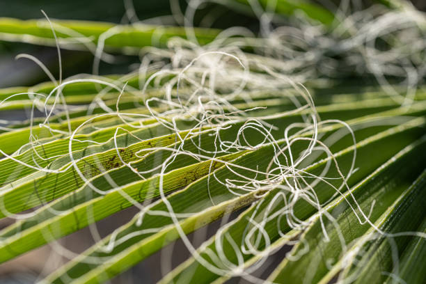 Macro photography of palm tree leaves