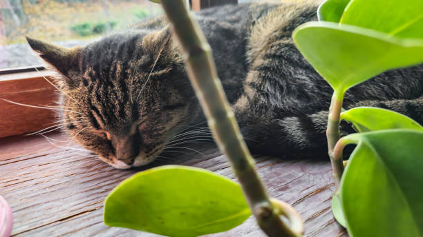 istock Tabby domestic cat lying on the windowsill. Pets. Playful mood. 2187125353