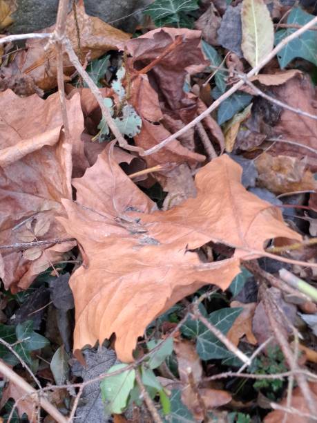 istock Abstract of autumn1 2187125611