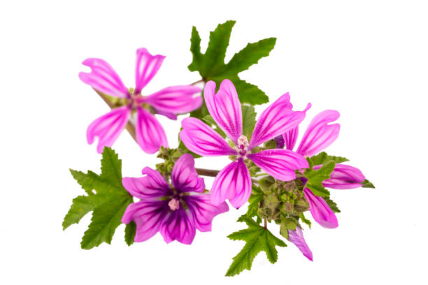 Mallow plant (Malva Vulgaris) flower isolated on white background