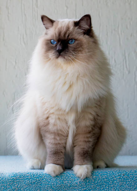 istock Cute pet ragdoll cat. Pet animal. 2187128333