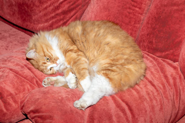 Red and fluffy cat lies on the sofa. Pets. Daytime sleep. Copy space