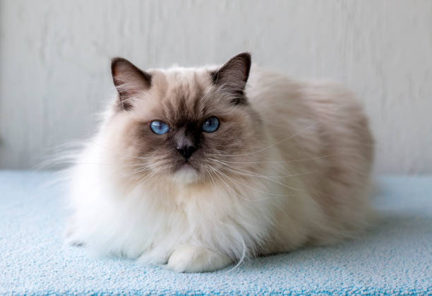 istock Cute pet ragdoll cat. Pet animal. 2187128842