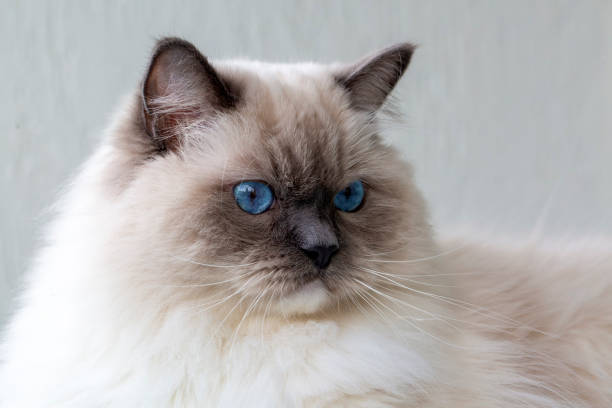 istock Cute pet ragdoll cat. Pet animal. 2187128864
