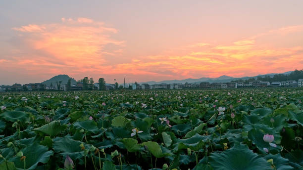 Lotus Flower,China,Asia.