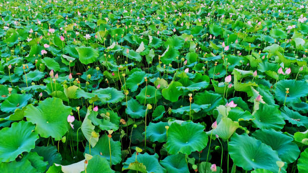 istock Lotus Flower,China,Asia. 2187131238