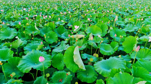 istock Lotus Flower,China,Asia. 2187131240