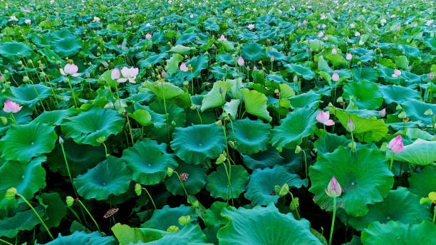 istock Lotus Flower,China,Asia. 2187131247