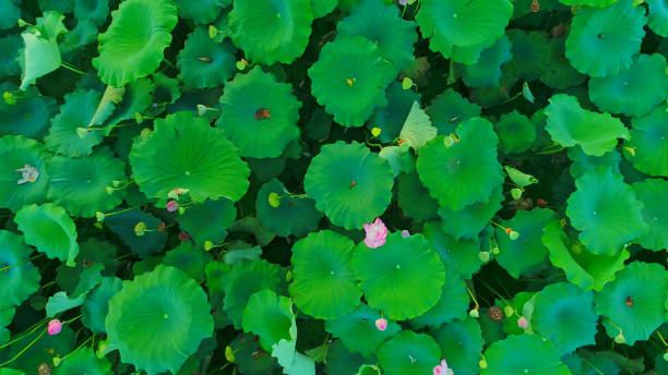 Lotus Flower,China,Asia.