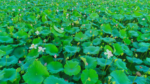 istock Lotus Flower,China,Asia. 2187131329