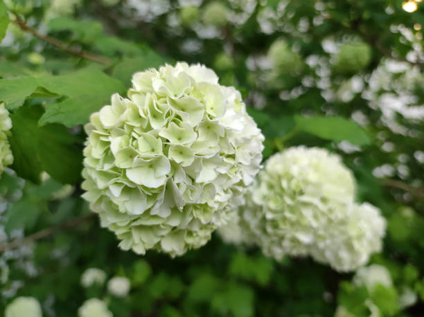 Beautiful hydrangea flowers photographed outdoor.