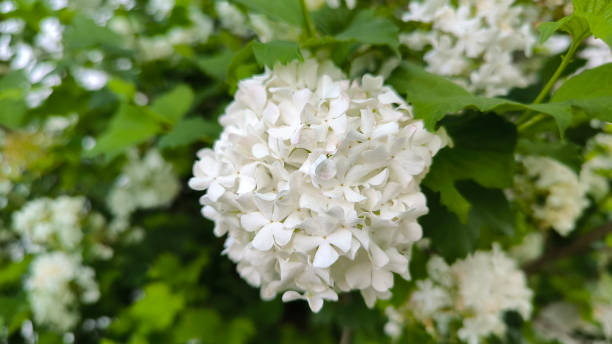 istock blooming snowball bush viburnum in spring 2187131509