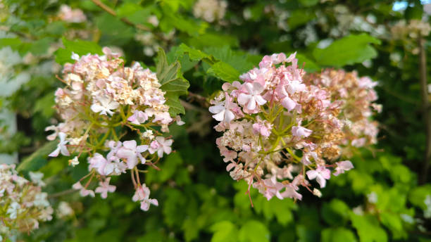 istock blooming snowball bush viburnum in spring 2187131557