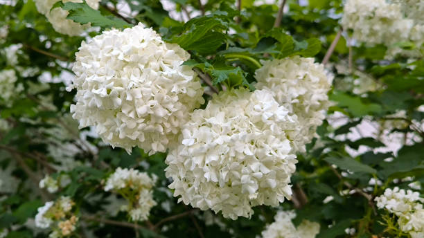 istock blooming snowball bush viburnum in spring 2187131558