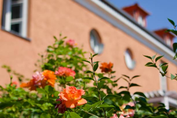orange roses