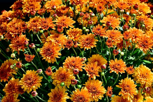istock Orange Chrysanthemum 'Hannah Orange' flowers 2187132777