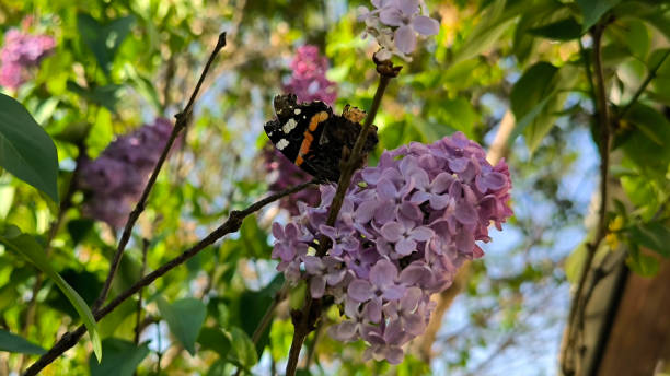 istock blooming purple lilac with colorful butterfly 2187133095