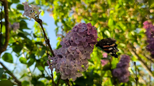 istock blooming purple lilac with colorful butterfly 2187133107