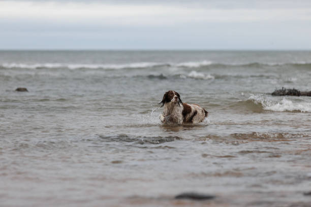 Springer spaniel in the sea