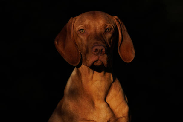 Russet gold hungarian vizsla dog posing for a photoshoot in the garden