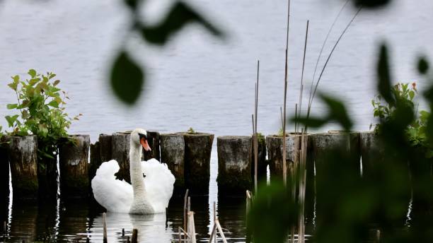 a white swan swimming in a lake