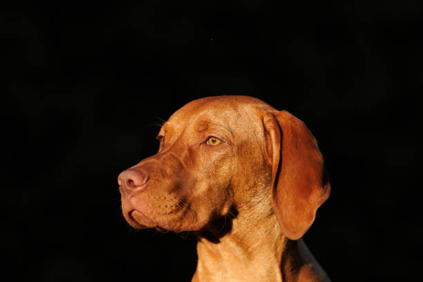Russet gold hungarian vizsla dog posing for a photoshoot in the garden