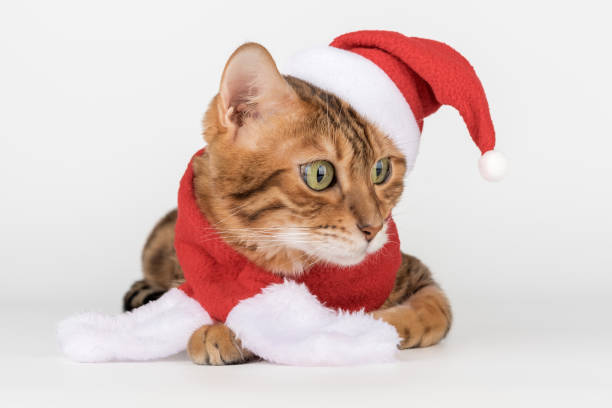 istock Adorable Bengal cat in Santa hat. 2187144308