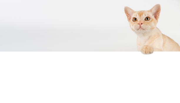 istock A funny Burmese cat peeks out from behind a banner. 2187144310