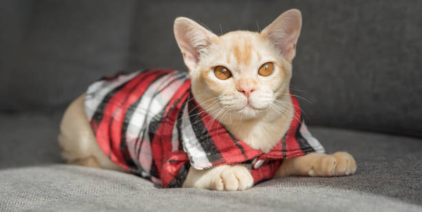 istock Burmese kitten in a checkered shirt resting on the sofa at home. 2187144336