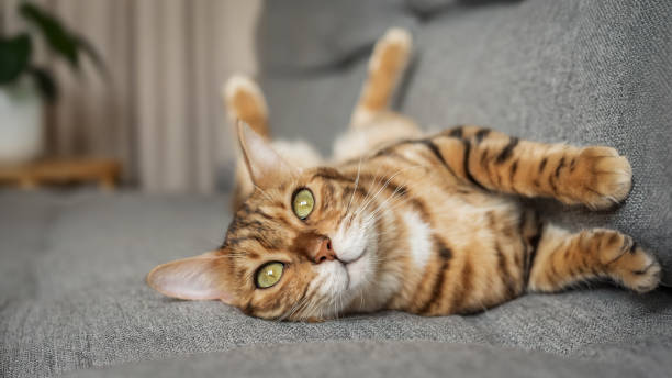 istock An adorable Bengal cat sleeps on a gray sofa 2187144363