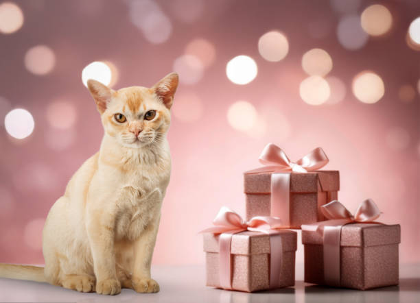 istock Cute Burmese cat on a festive background with gifts. 2187144430