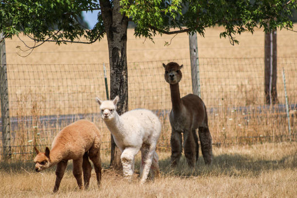 Alpaca Pack stock photo