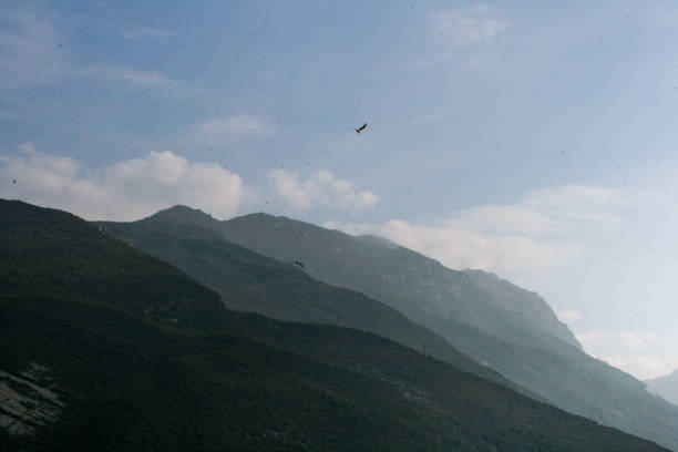 Eagles fly above forest, Telegraph Bay