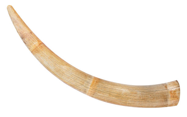 Old tusk elephant isolated on white background with clipping path