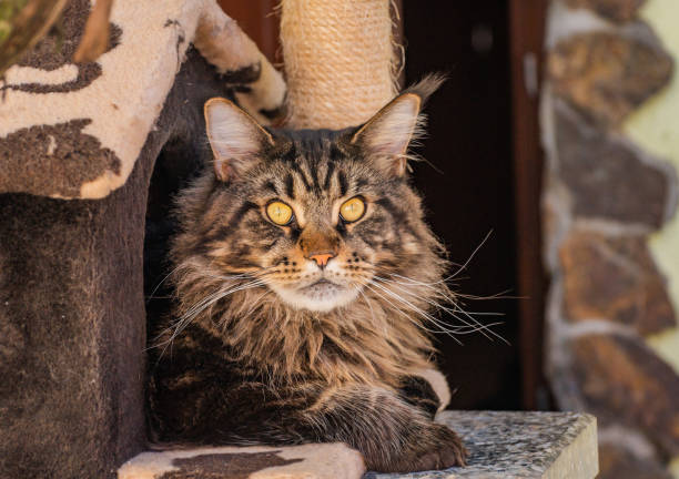 istock Maine Coon marbled color in the cat house 2187145996