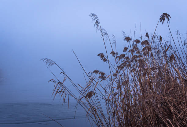 Reeds on a winter lake in heavy fog