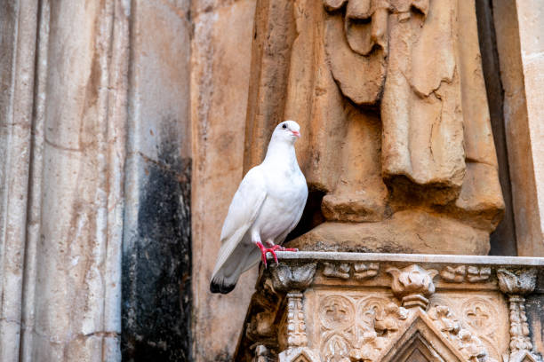 Bird is drinking water on square.