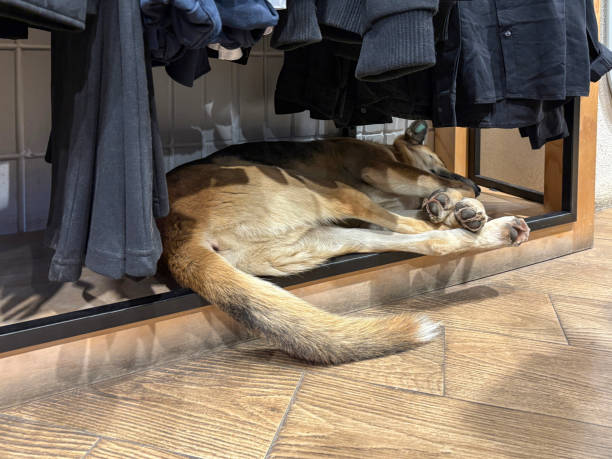 The stray dog sleeping in clothing store. Low angle view the dog lying down in shopping store shelf