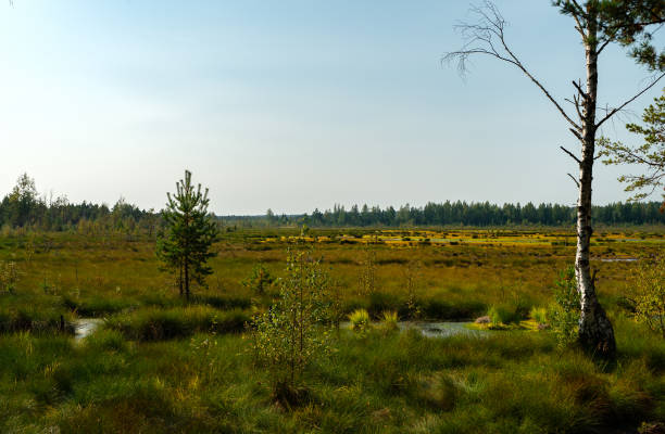 Viru Raba swamp lake in Estonia.