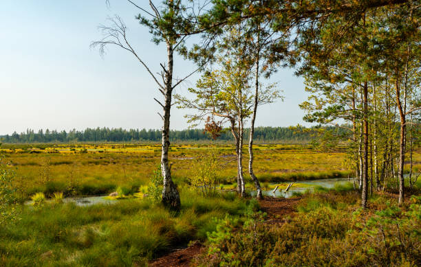 istock Viru Raba swamp lake in Estonia. 2187147242