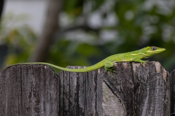 istock Cuban Knight Anole Lizard stretched across a fence 2187148595