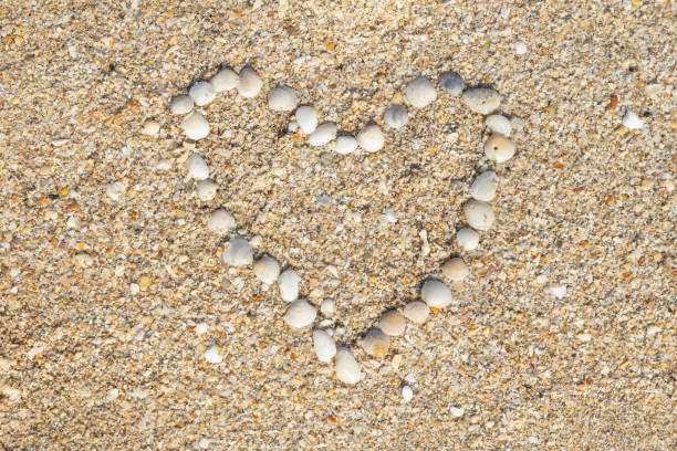 Shells in the Shape of a Heart
