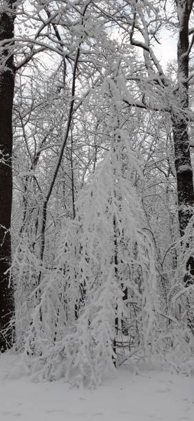 istock Beautiful winter landscape with snow-covered trees in the forest or park 2187149620