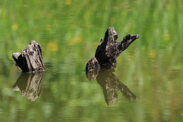 dead tree stumps in the water, beautiful reflection in the pond of tree stumps, beautiful reflection in the green water, idyllic landscape by the lake